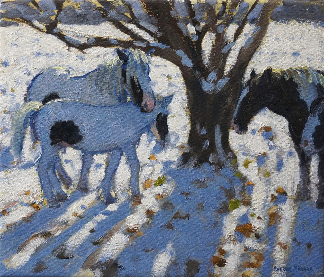 Pôneis Skewbald no inverno, 2012 de Andrew Macara