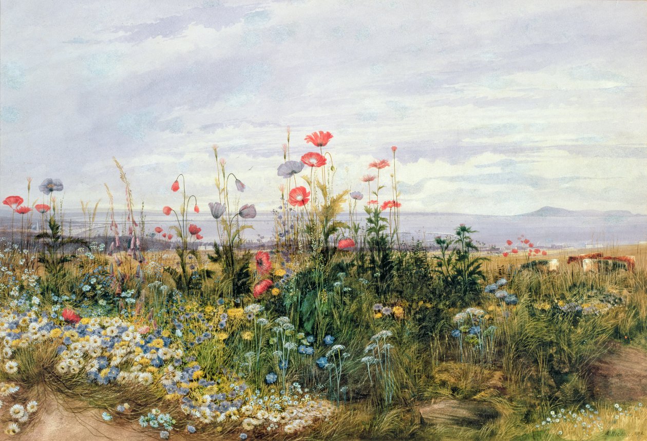 Flores silvestres com uma vista de Dublin Dunleary de Andrew Nicholl