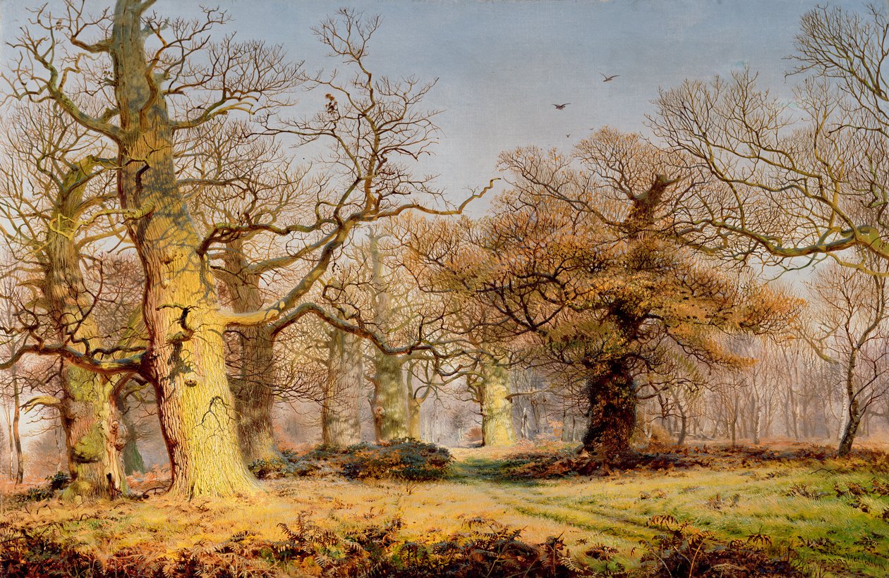 Carvalhos na floresta de Sherwood de Andrew MacCallum