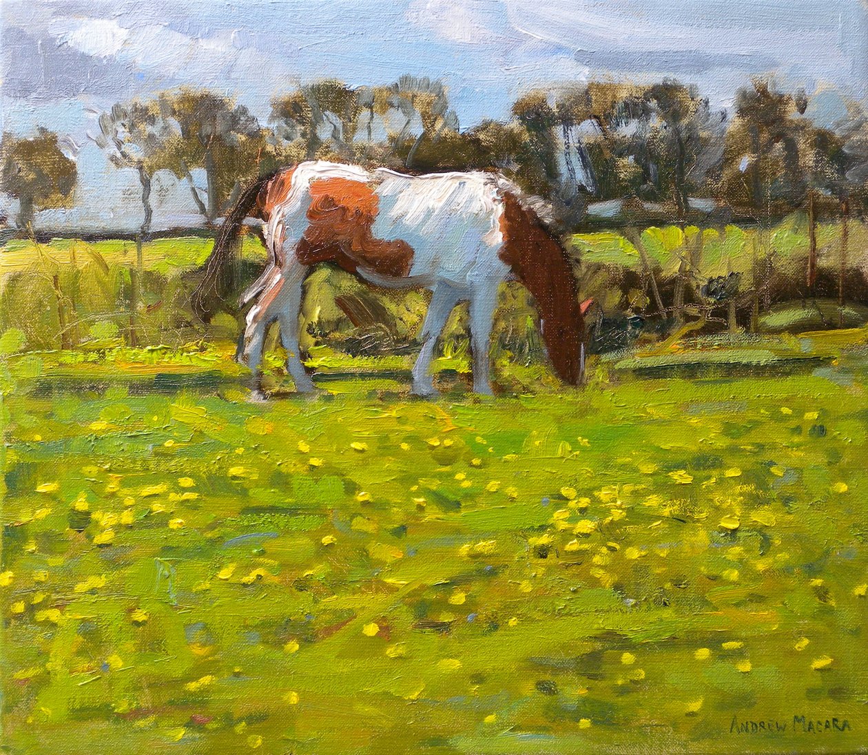 Piebald Horse, 2010 (óleo sobre tela) de Andrew Macara