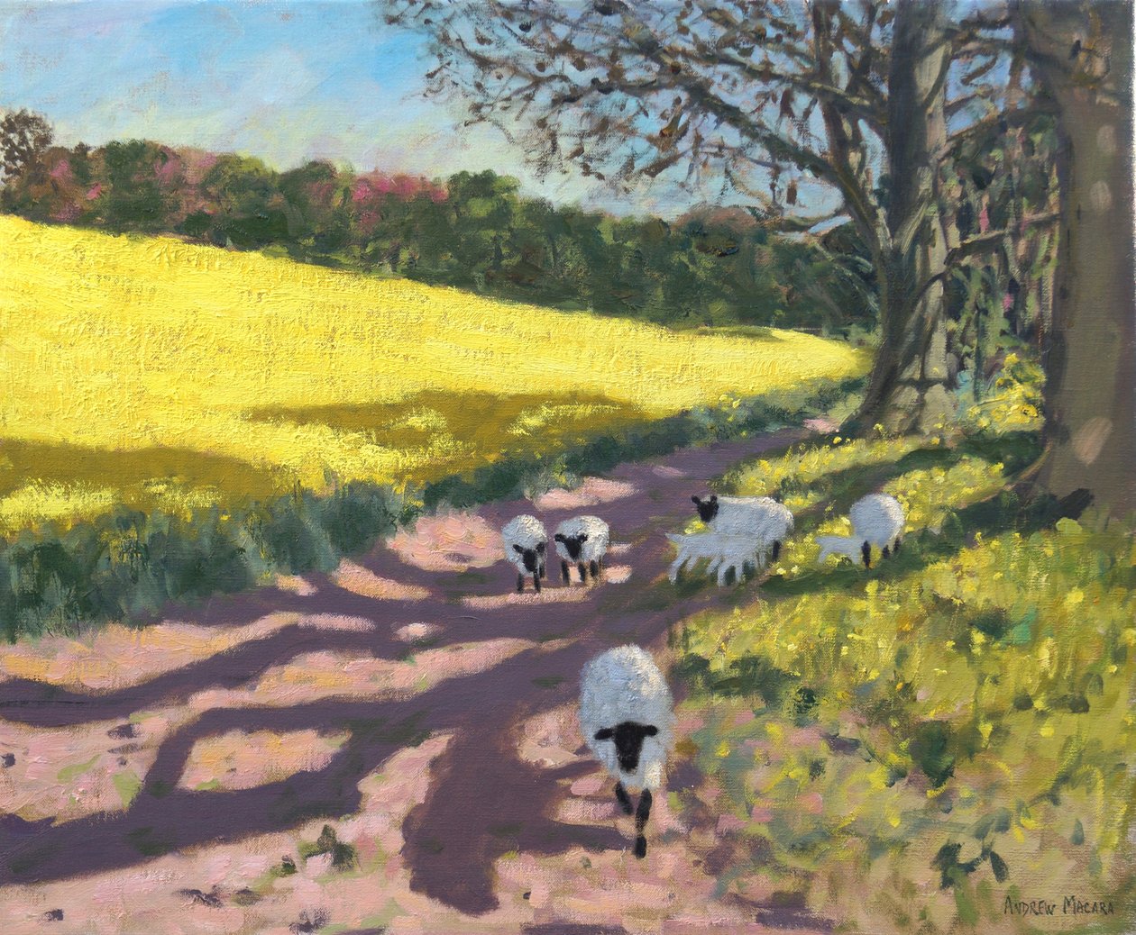 Carneiros e campo amarelo, 2017, de Andrew Macara