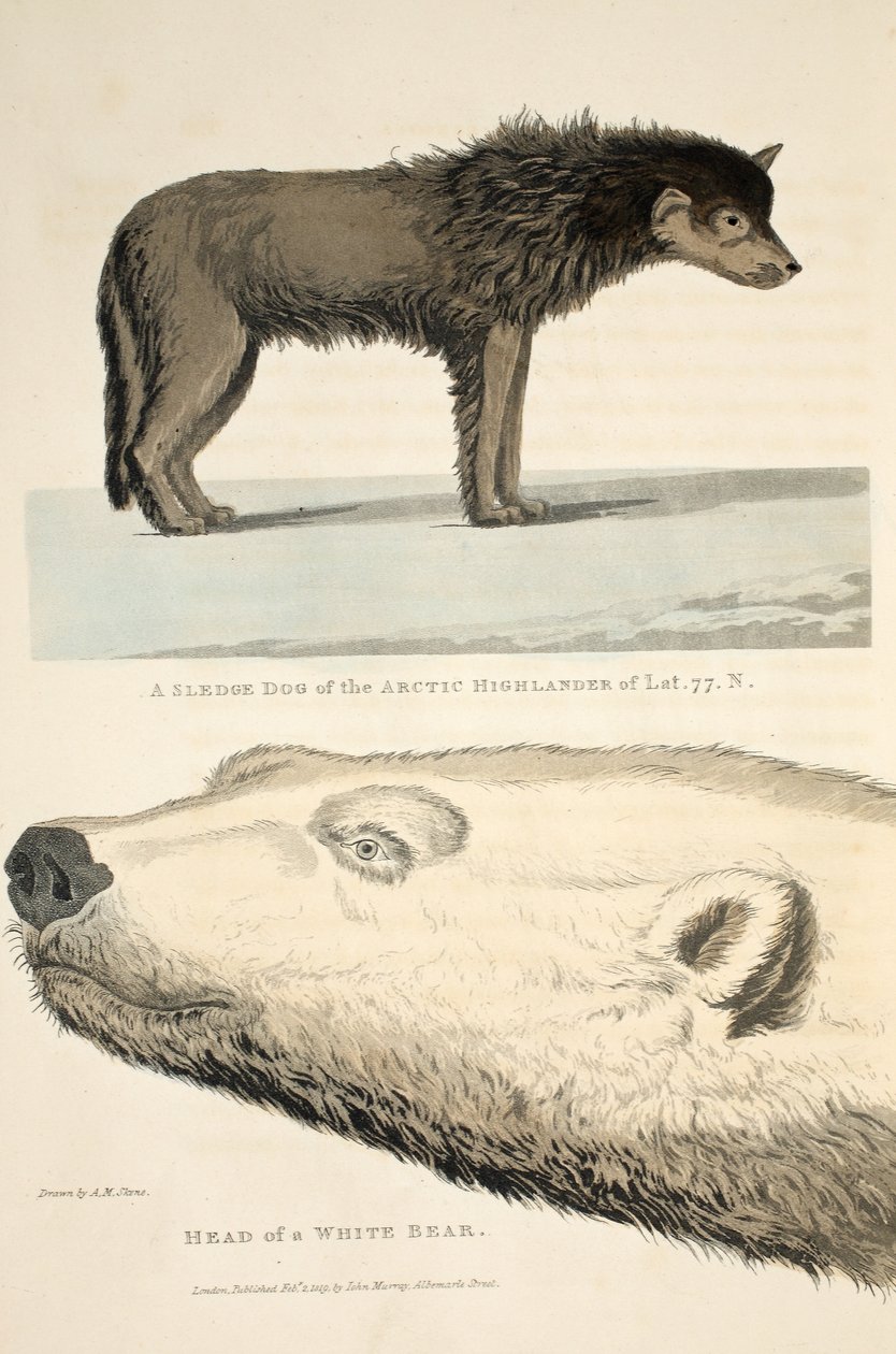 Um cão de trenó do Highlander do Ártico e a cabeça de um urso branco, ilustração de &39;A Voyage of discovery ...&39;, 1819 de Andrew Motz Skene