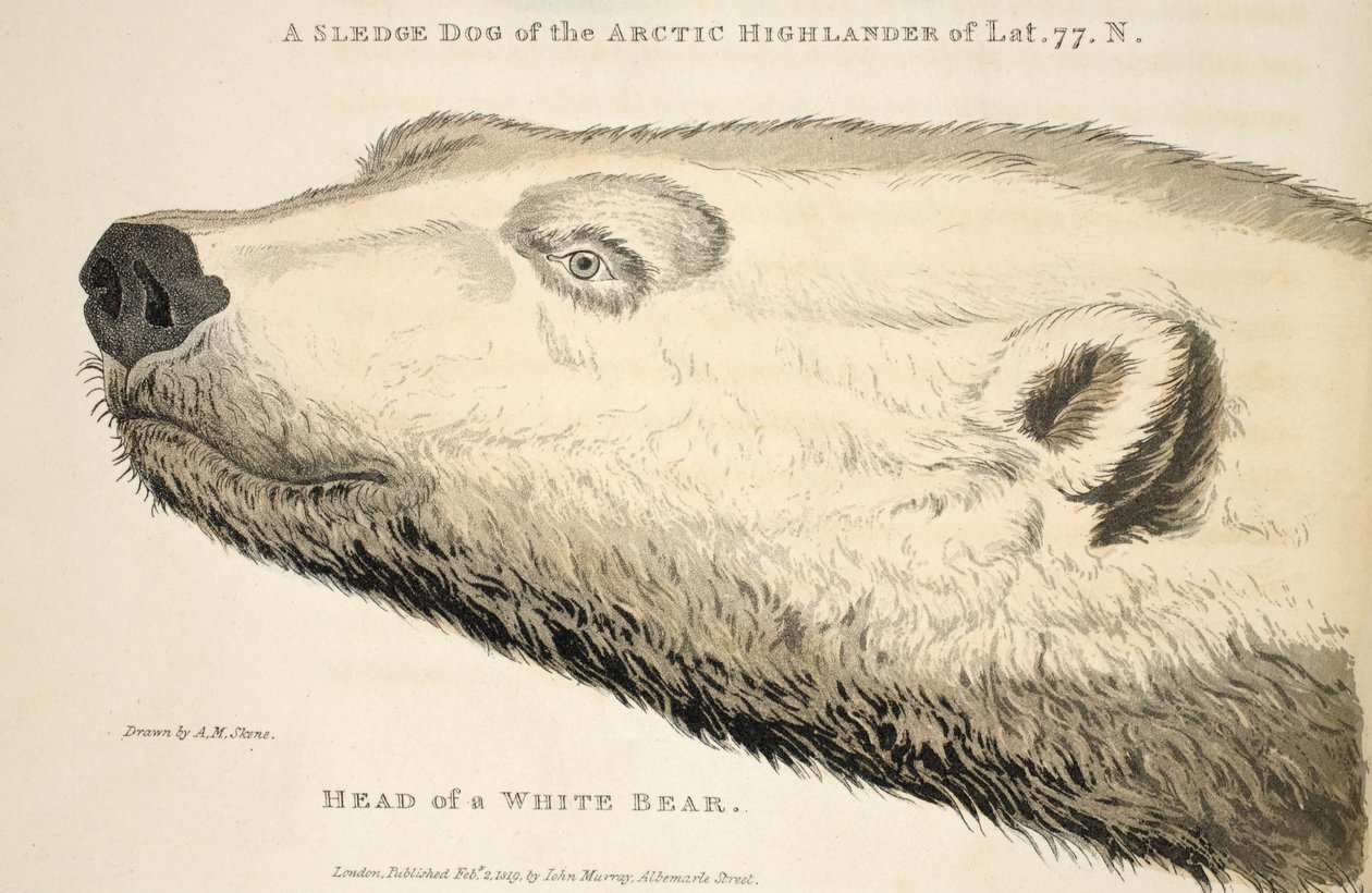 Cabeça de urso branco, ilustração de &39;A Voyage of discovery ...&39;, 1819 (gravura colorida à mão) de Andrew Motz Skene