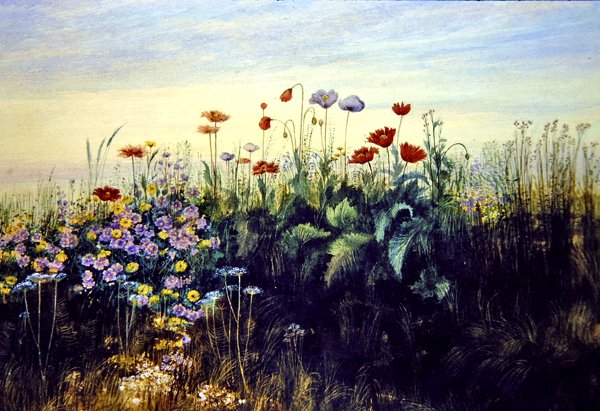 Flores silvestres (aguarela sobre papel) de Andrew Nicholl
