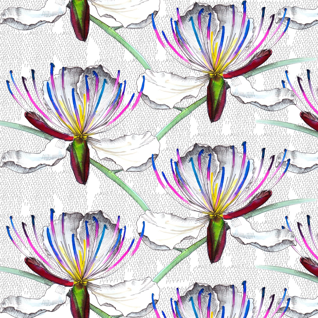 Flores de alcaparras, 2017, aguarela e tinta de Andrew Watson