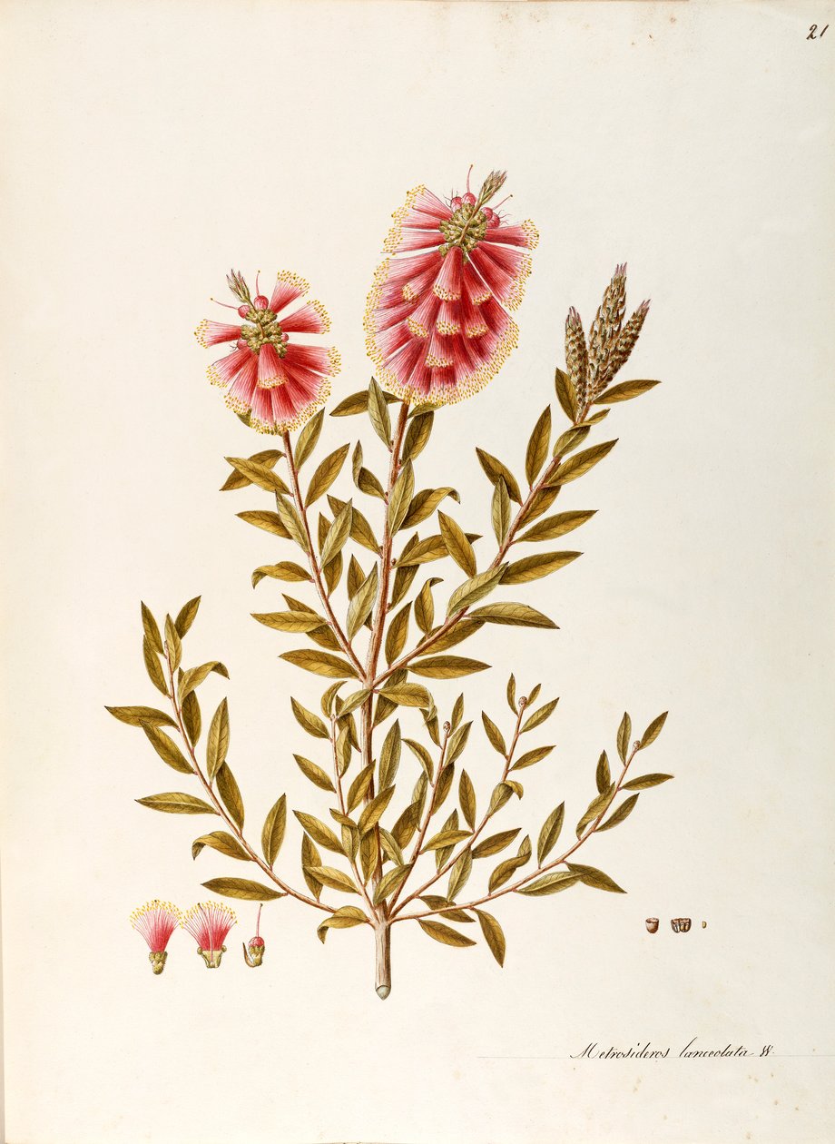Escova de garrafa carmesim (Callistemon citrinus Stapf), Myrtaceae, arbusto com folhas persistentes, nativa da Austrália, aquarela de Angela Rossi Bottione