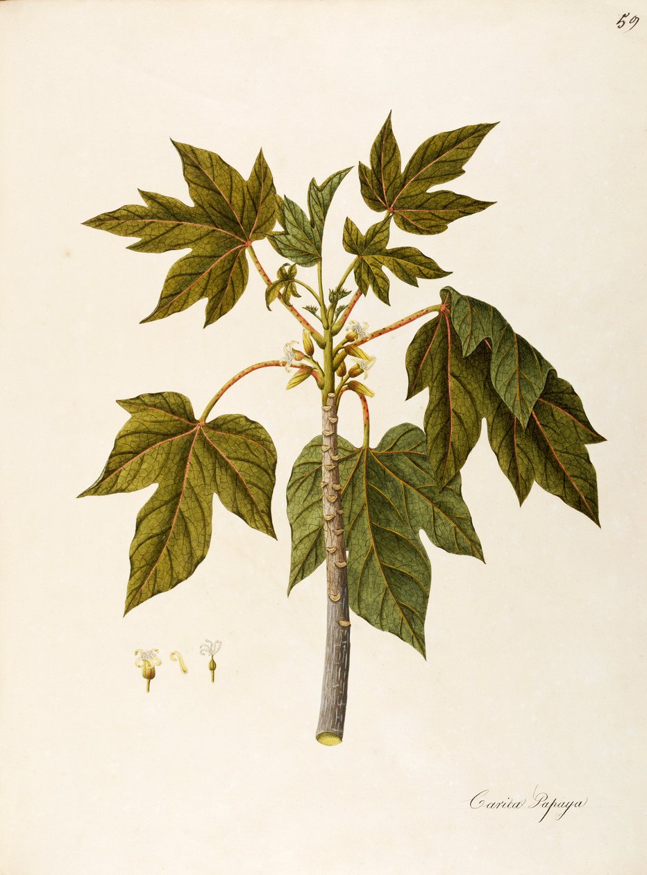 Mamão (Carica papaya), Caricaceae, árvore de estufa quente com folhas persistentes, cultivada por seu fruto, nativa da América tropical, aquarela de Angela Rossi Bottione