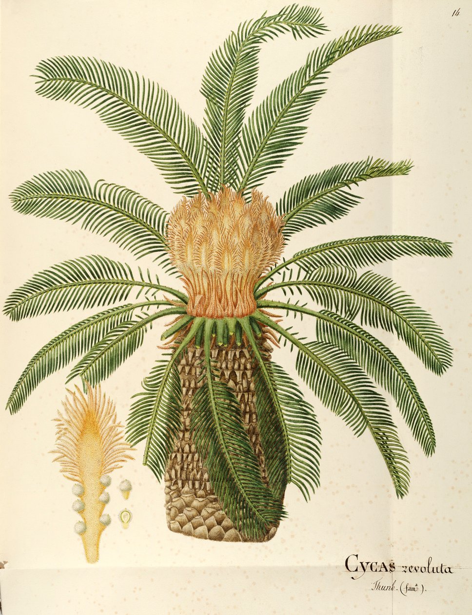 Sagu (Cycas revoluta Thunb), Cycadaceae de Angela Rossi Bottione, aquarela de Angela Rossi Bottione