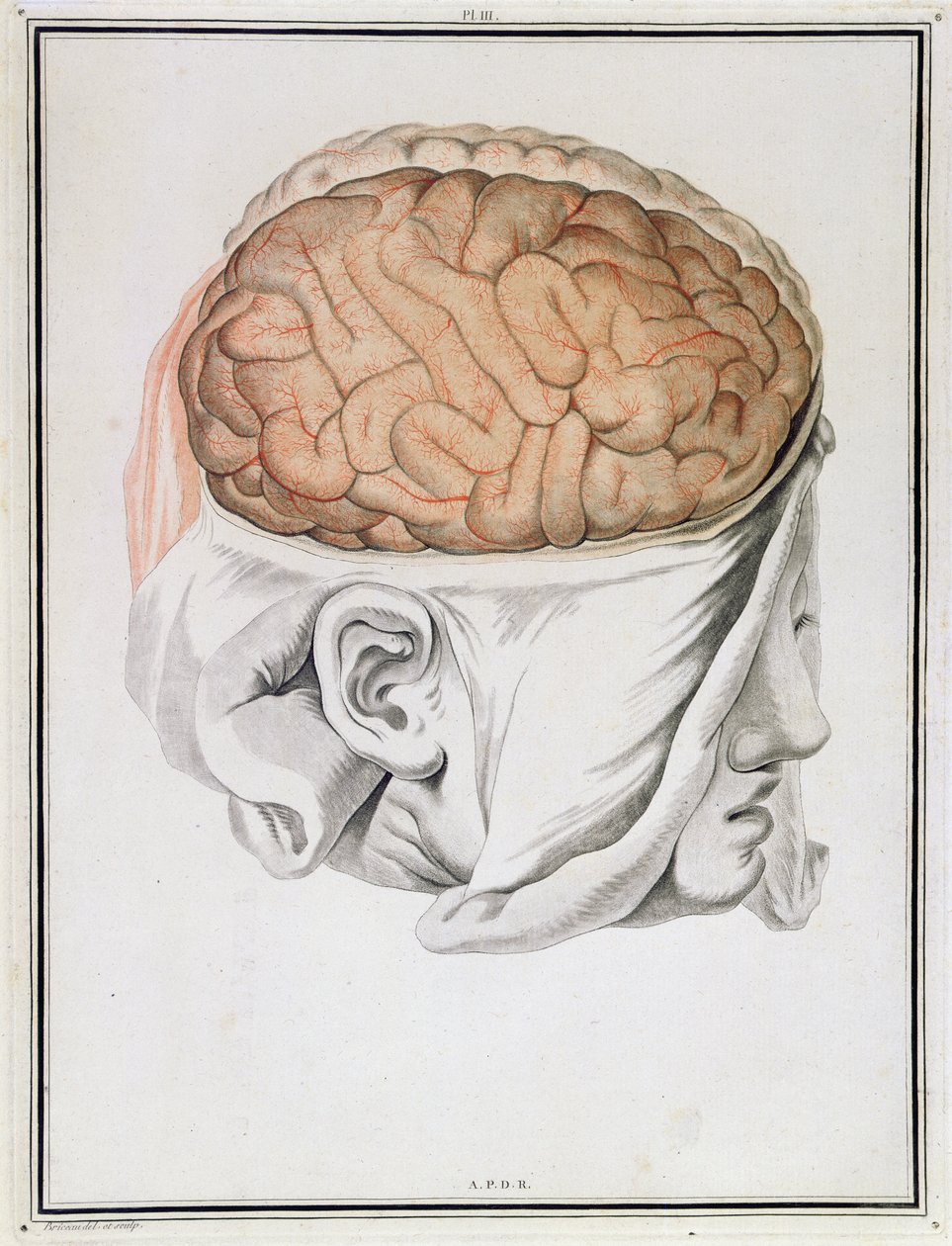 O Cérebro, de &39;Tratado da Anatomia do Cérebro&39; de Felix Vicq d&39;Azyr (1748-94) 1786 de Angelique Allais