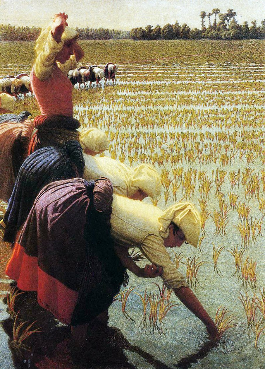 Um campo de arroz italiano, 1901 de Angelo Morbelli