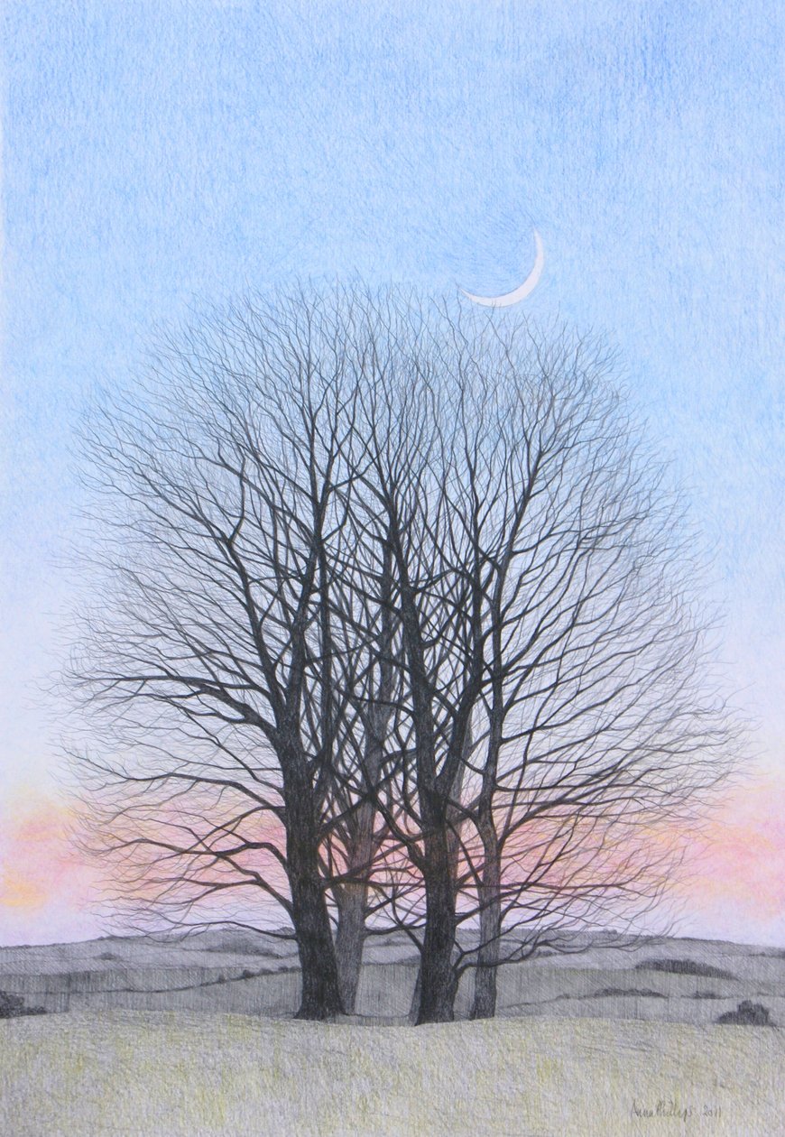 Lua Nova, 2011 (lápis colorido sobre papel) de Anna Phillips