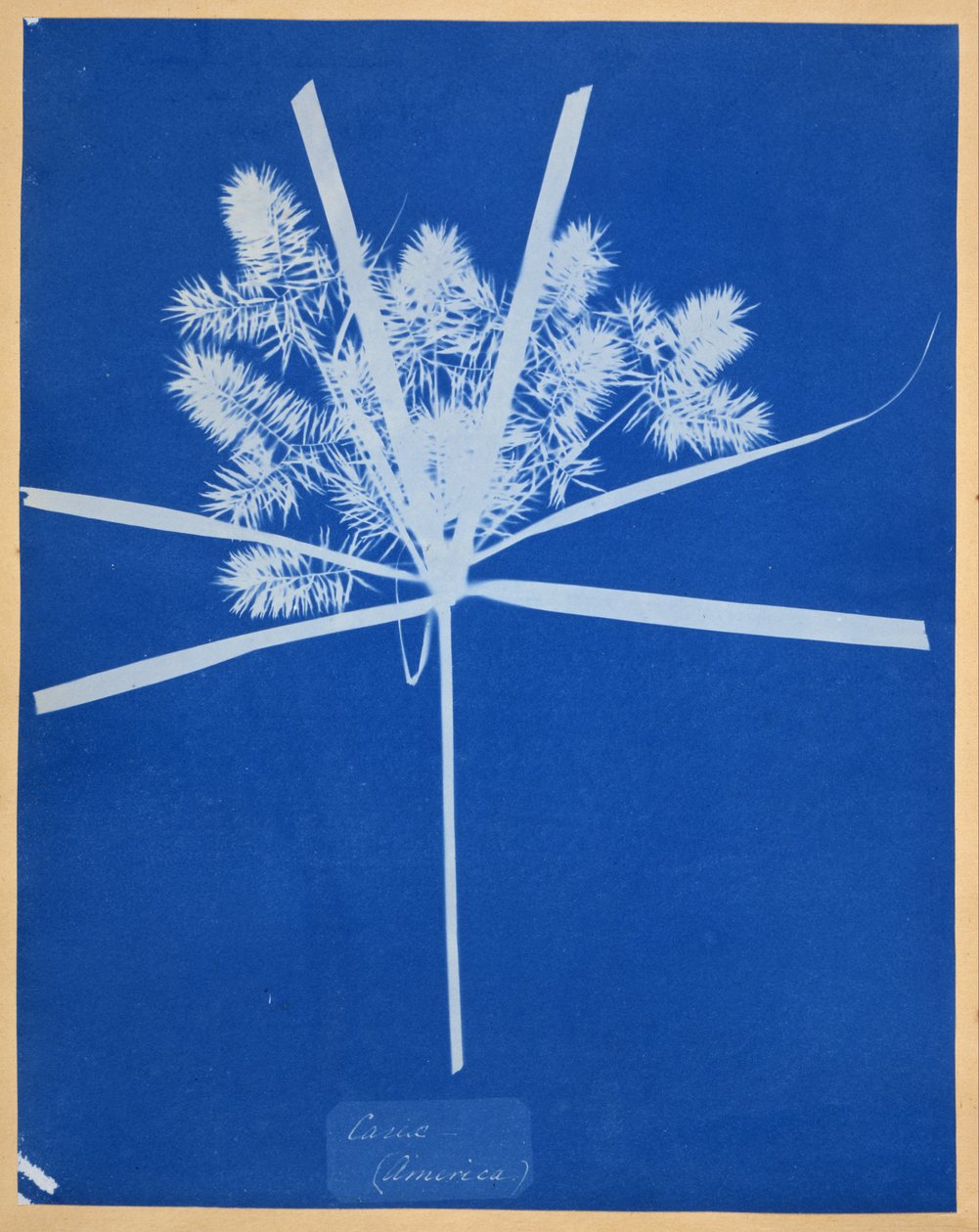 Carix (América) de Anna Atkins