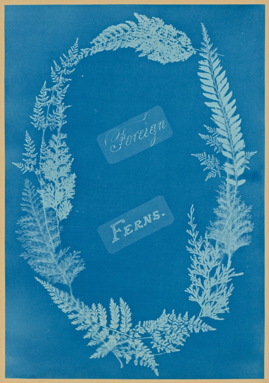 Samambaias estrangeiras de Anna Atkins