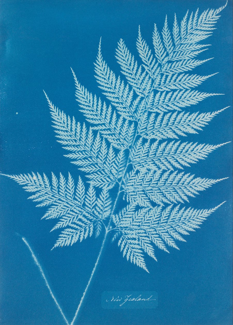 Nova Zelândia de Anna Atkins