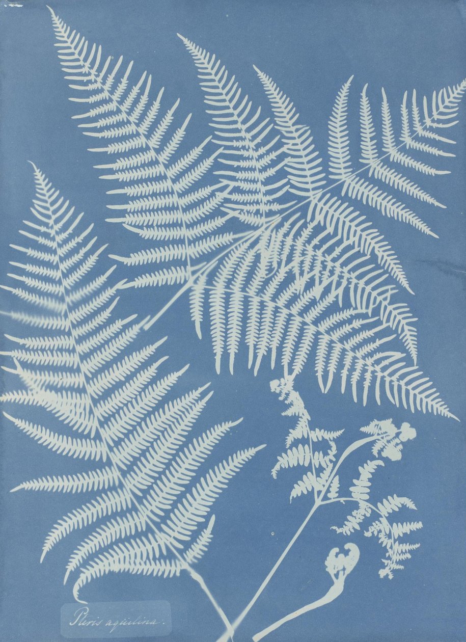 Pteris aquilina de Anna Atkins