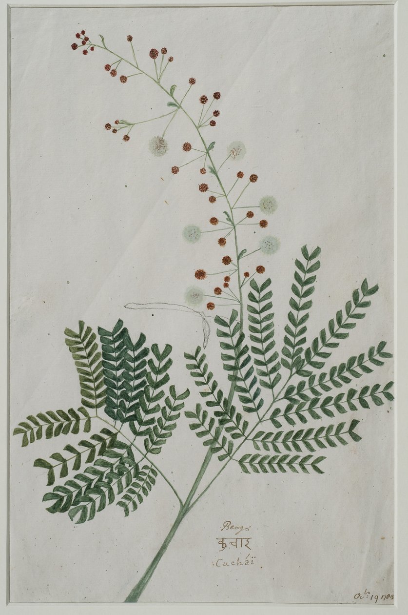 Acácia leucophloea, 1785 (wc no papel) de Anna Maria Jones