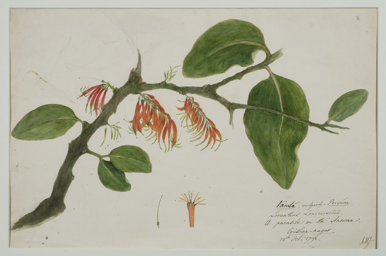 Dendrophthoe falcata (visco de laranja), 1785 (wc no papel) de Anna Maria Jones