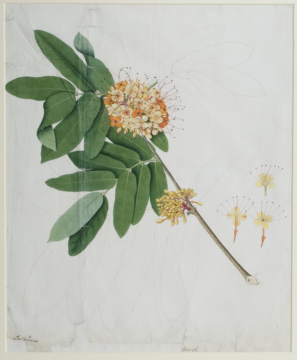 Moringa oleifera, também chamada de árvore de cavalo-rabanete, ou árvore de baqueta (wc no papel) de Anna Maria Jones