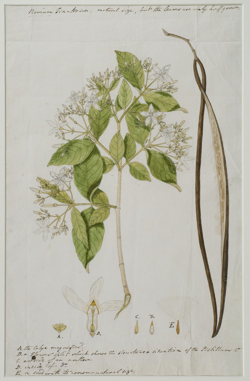 Wrightia tinctoria (Roxb.) R, 1785 (wc no papel) de Anna Maria Jones