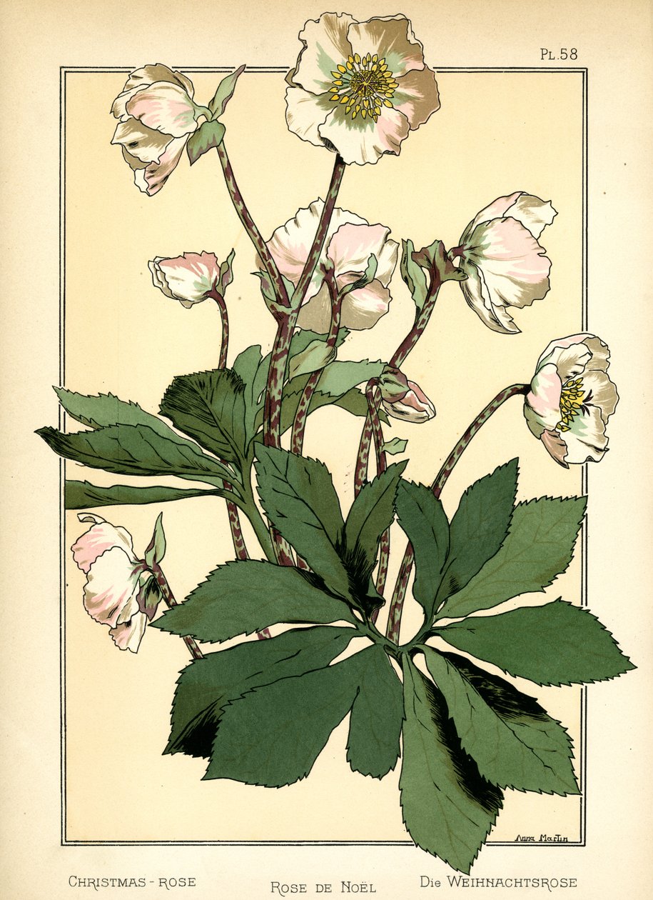 A rosa de natal de Anna Martin