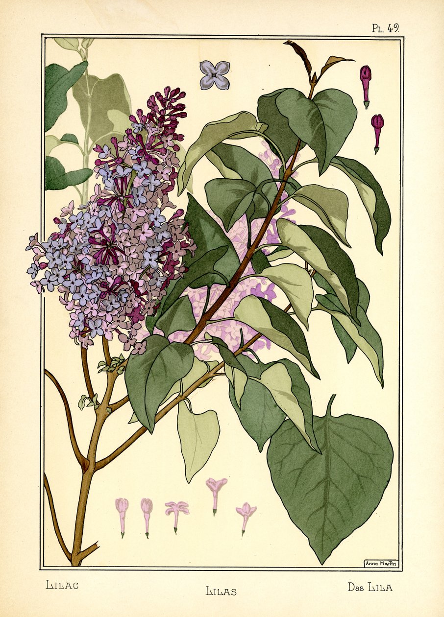 As Lilas de Anna Martin