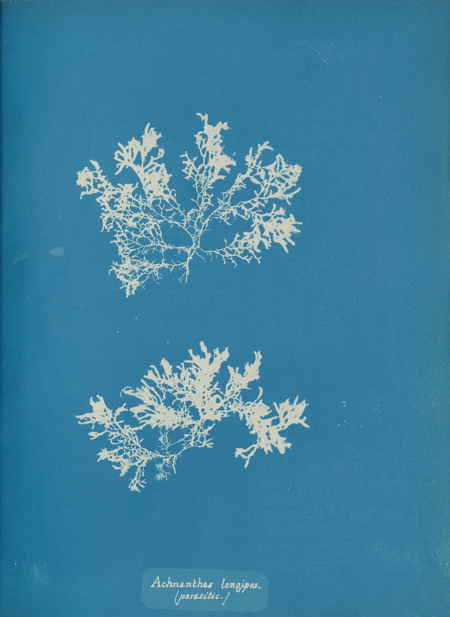 Achnanthes longipes. parasita., c. 1853. de Anna Atkins