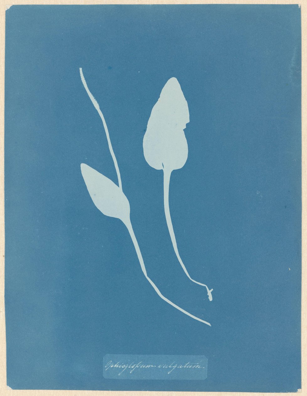 Addertong de Anna Atkins
