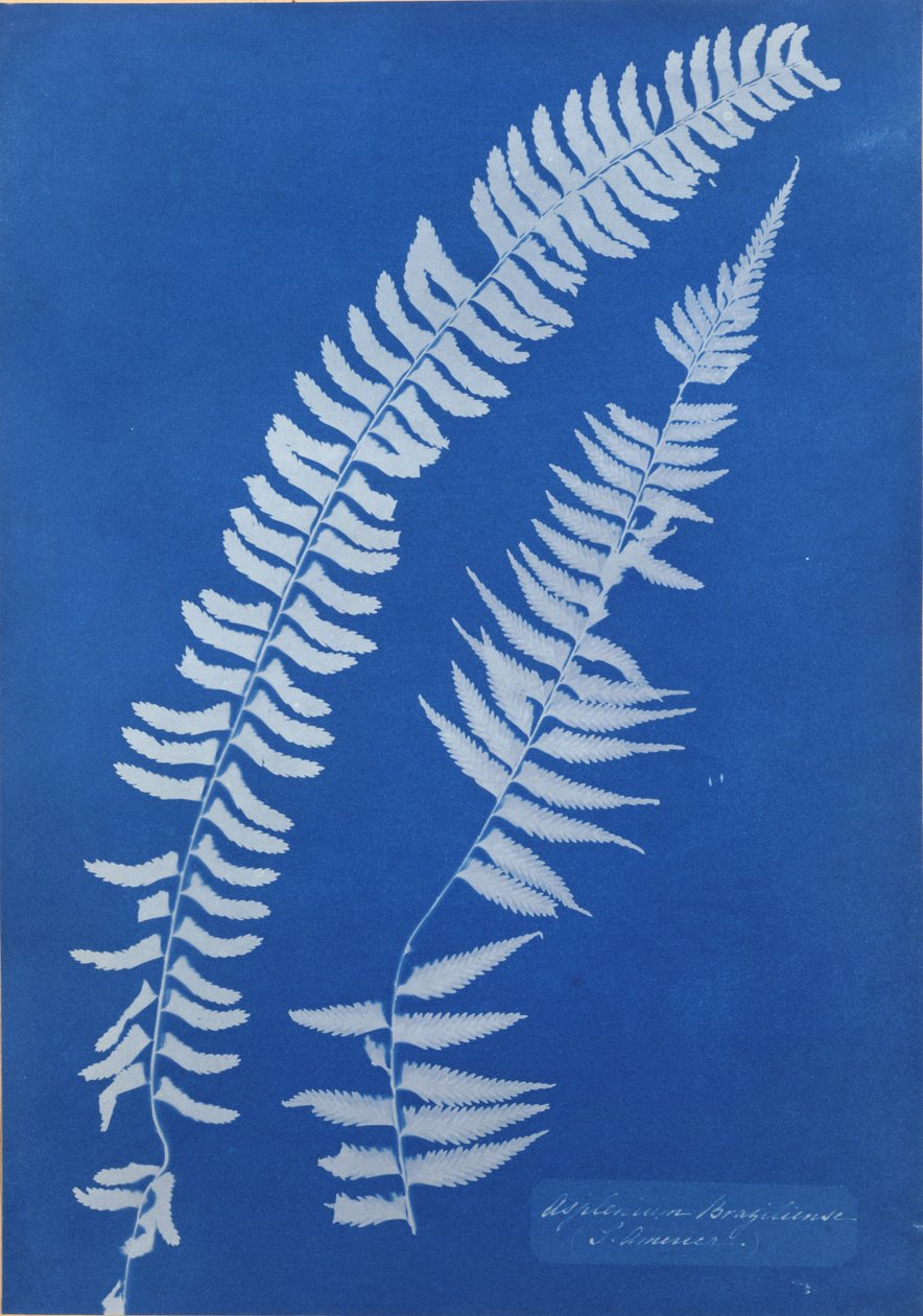 Begonia Braziliensis, América do Sul de Anna Atkins