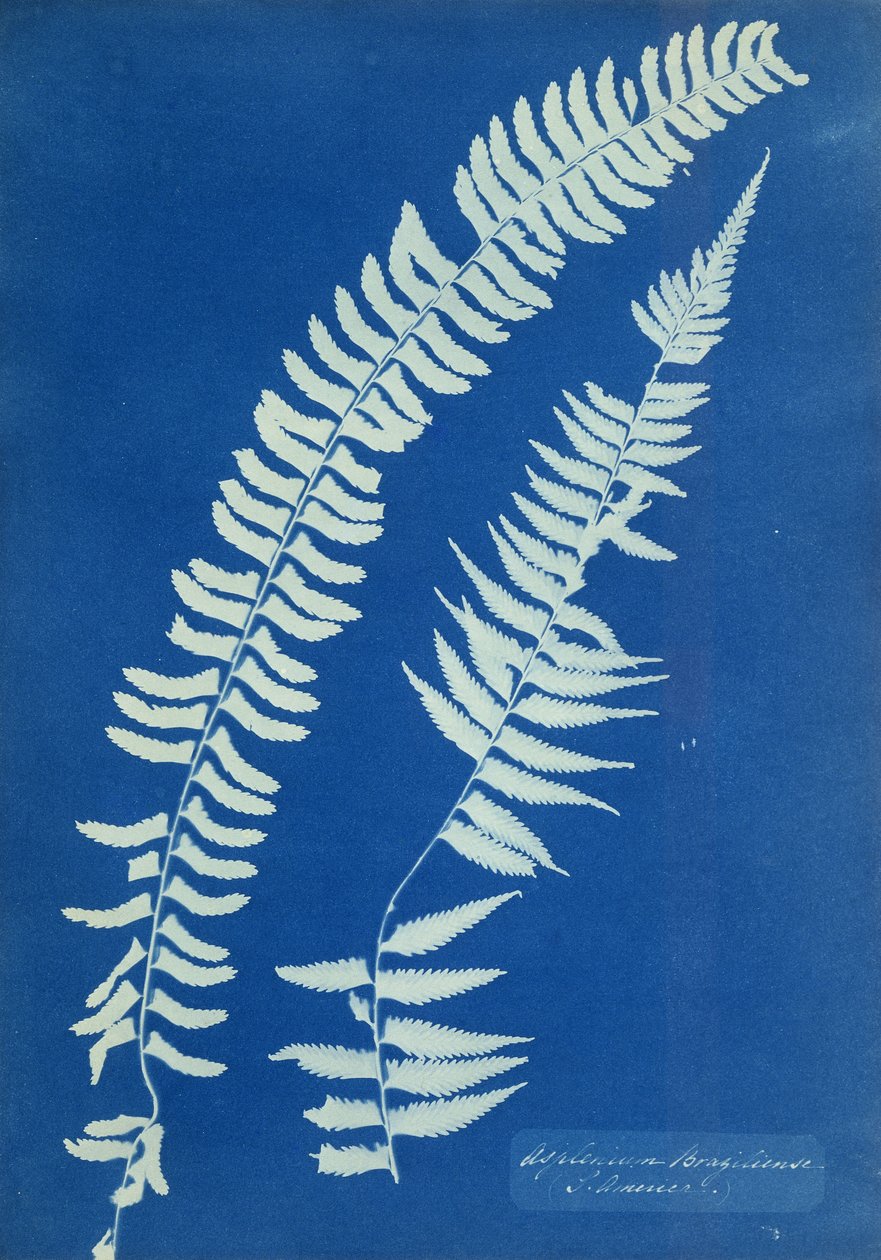 Asplenium Braziliense, South America, c.1850 de Anna Atkins