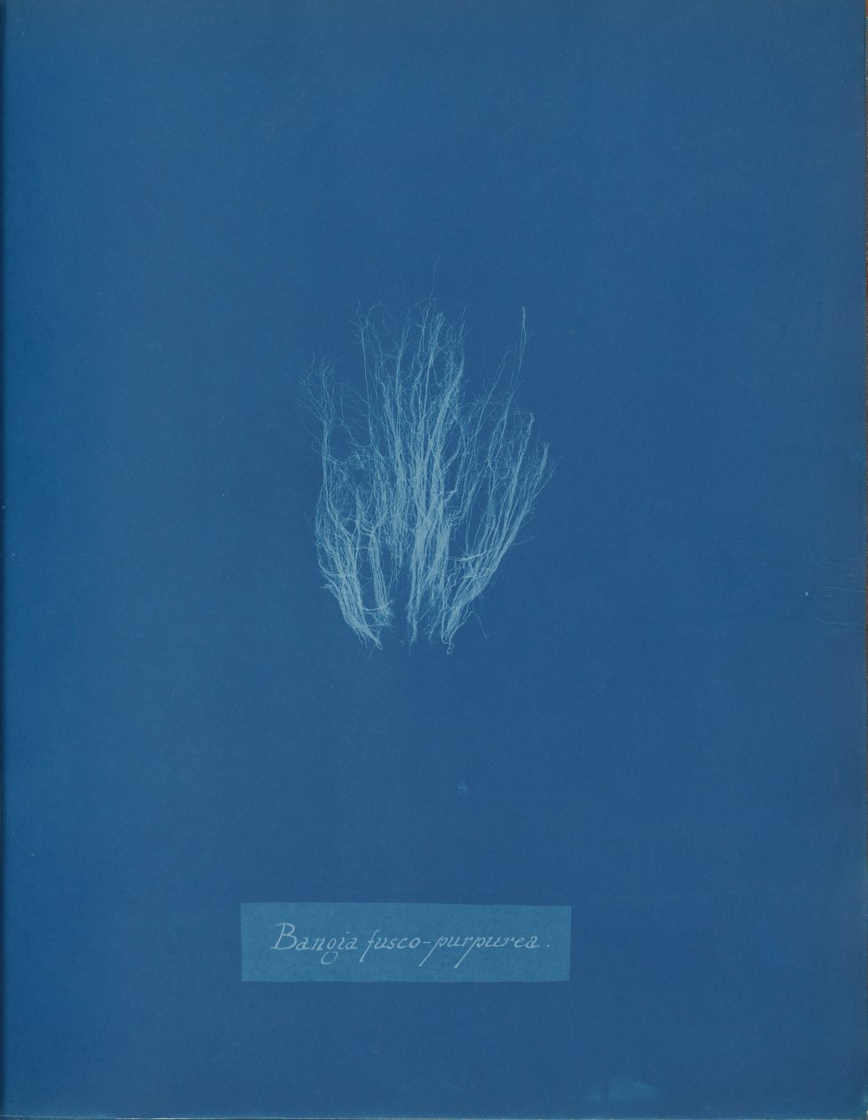 Bangia fusco-purpurea, ca. 1853. de Anna Atkins