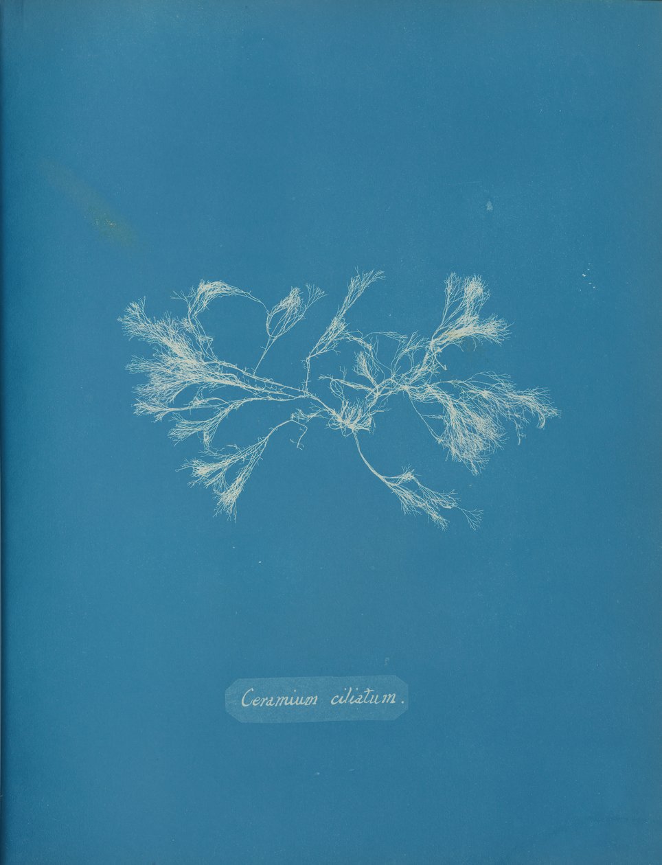 Ceramium ciliatum, ca. 1853 de Anna Atkins