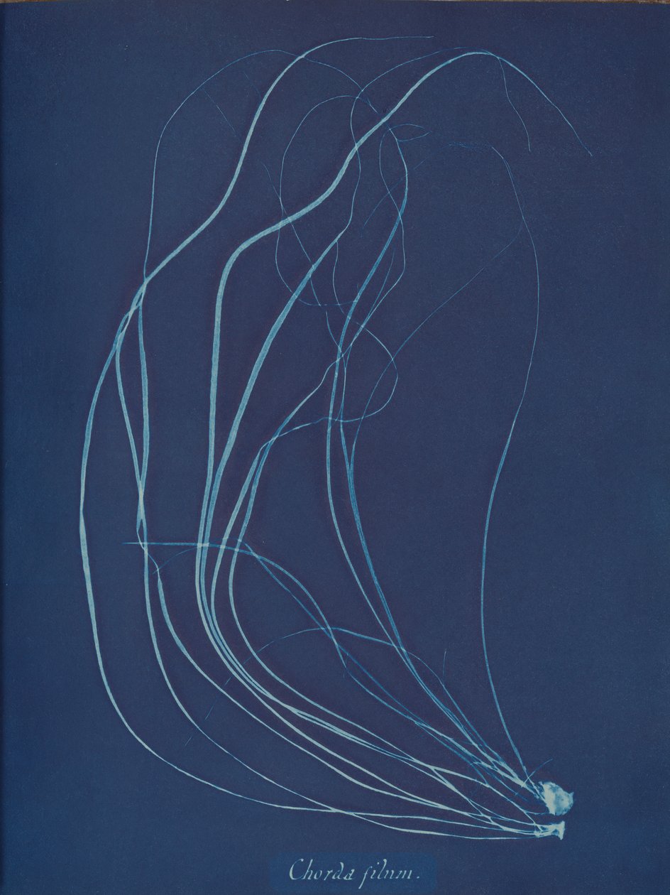 Cadeia de caracteres, ca. 1853 de Anna Atkins