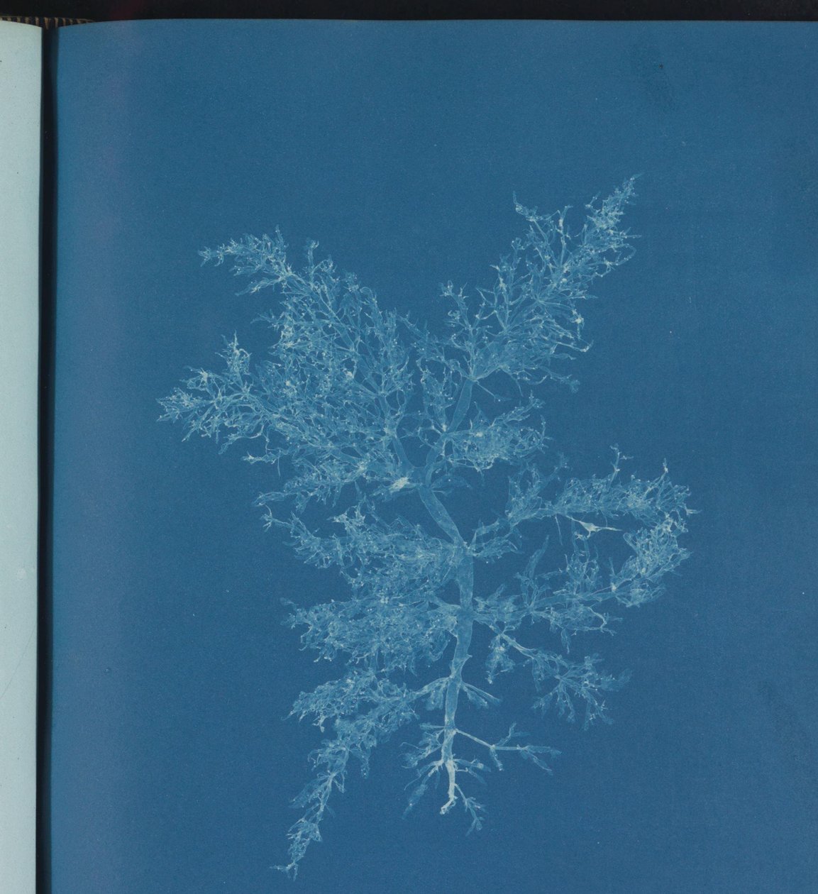 Chylocladia kaliformis de Anna Atkins