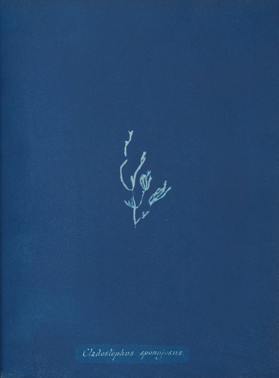 Cladostephus spongiosus, ca. 1853 de Anna Atkins