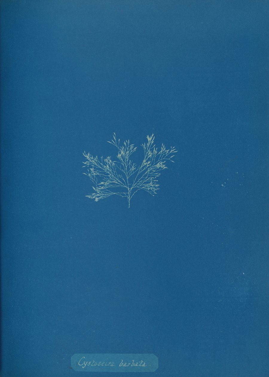 Cystoseira barbata, c. 1853. de Anna Atkins