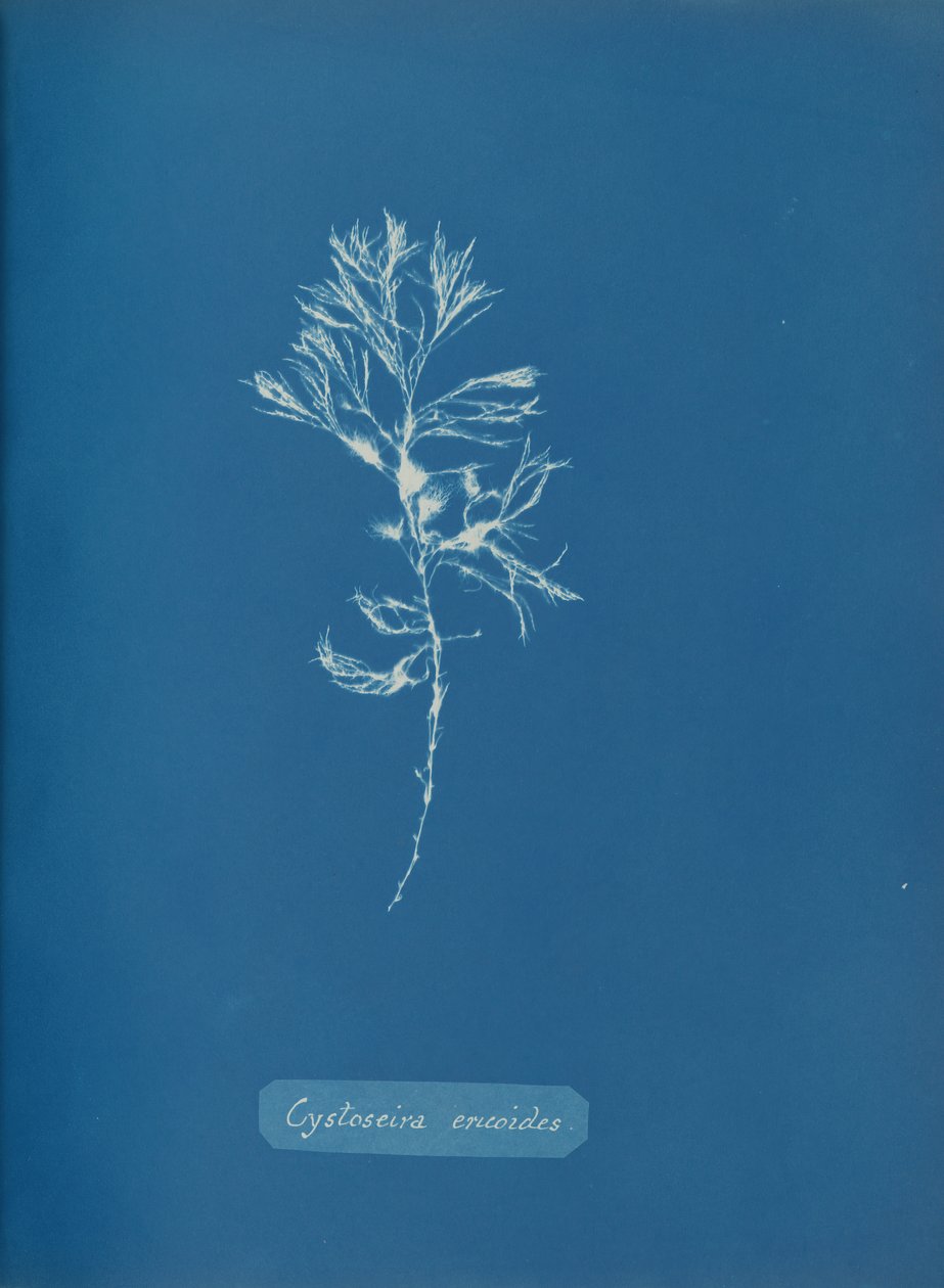 Cystoseira ericoides, c. 1853. de Anna Atkins