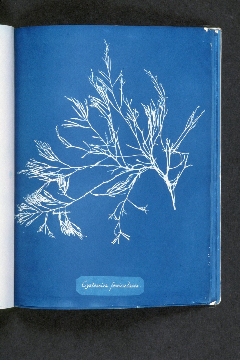 Cystoseira foeniculacea, de "Fotografias de Algas Britânicas: Impressões Cianotípicas", publicado 1843-53 de Anna Atkins