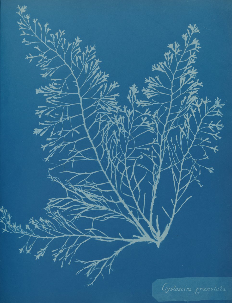 Cystoseira granulata, ca. 1853. de Anna Atkins