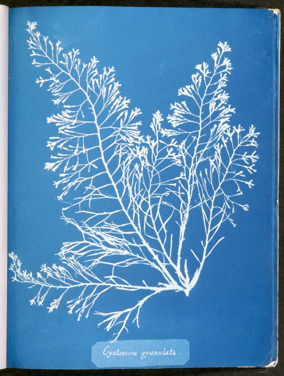 Cystoseira granulata, de "Fotografias de algas britânicas: impressões de cianotipia", publicado 1843-53 de Anna Atkins