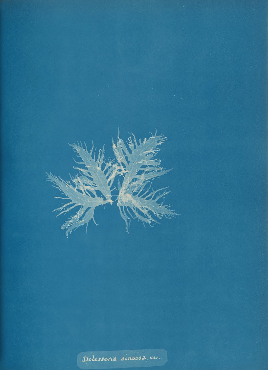 Delesseria sinvosa, var., Ca. 1853 de Anna Atkins