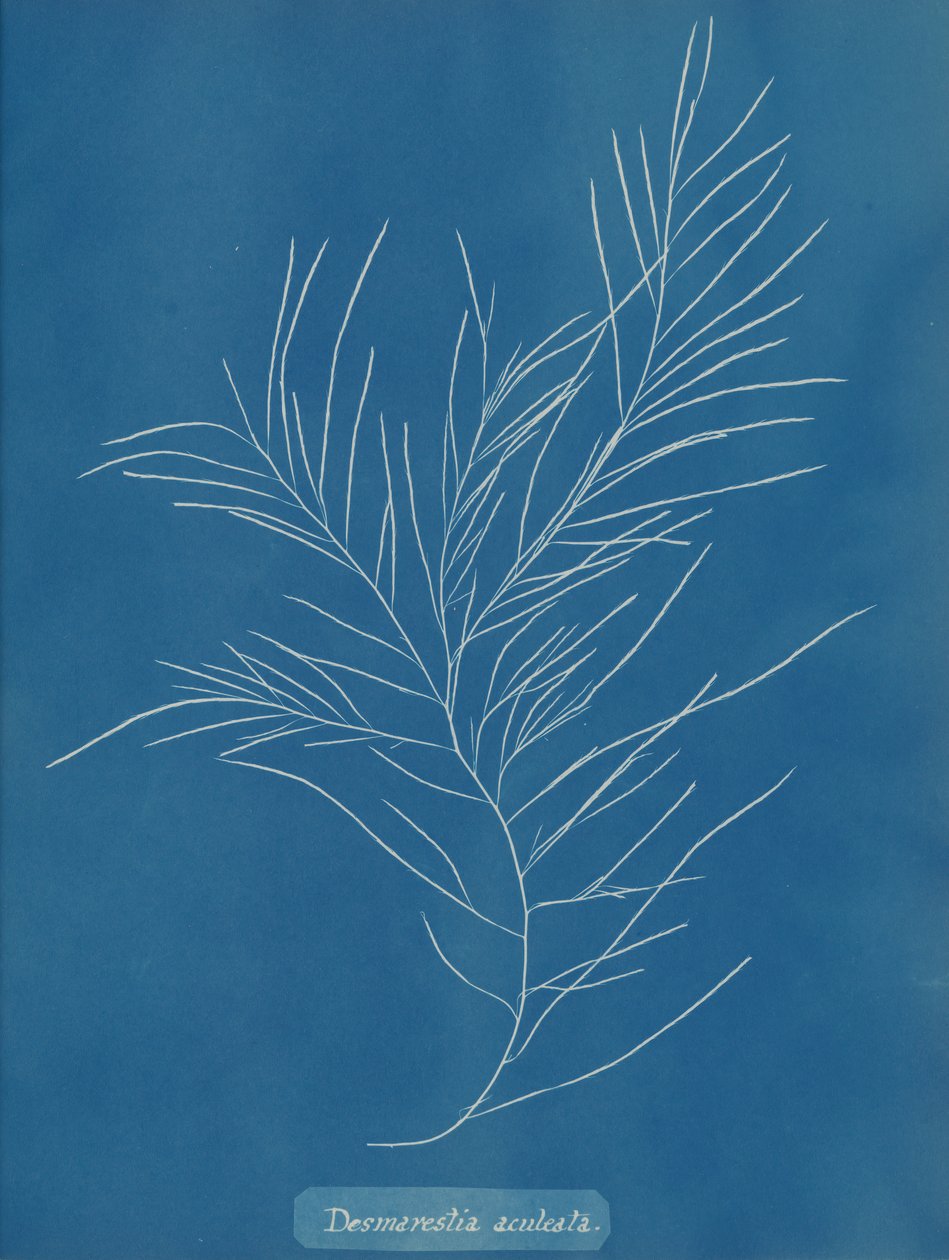 Desmarestia aculeata, ca. 1853. de Anna Atkins
