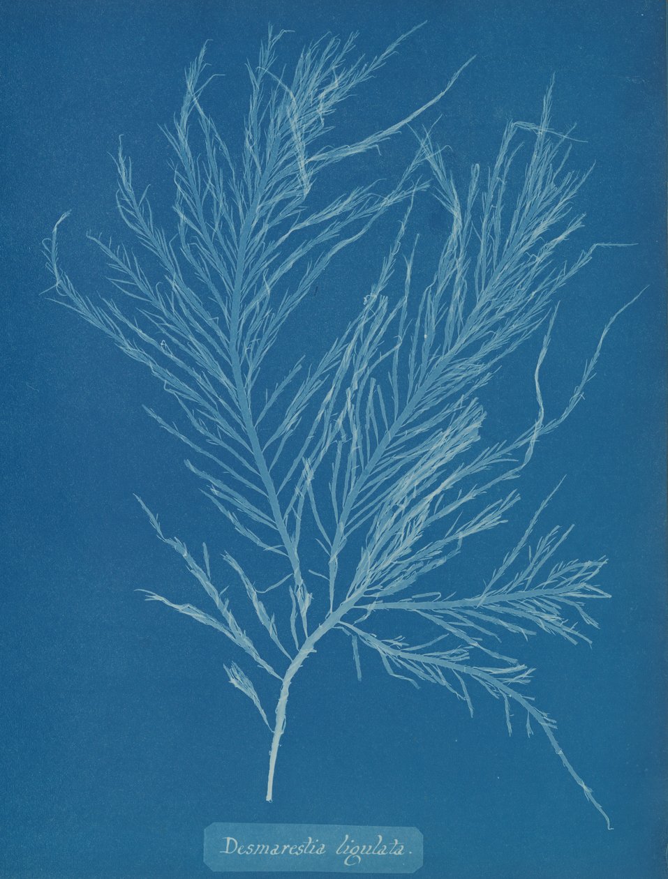 Desmarestia liqulata, ca. 1853. de Anna Atkins