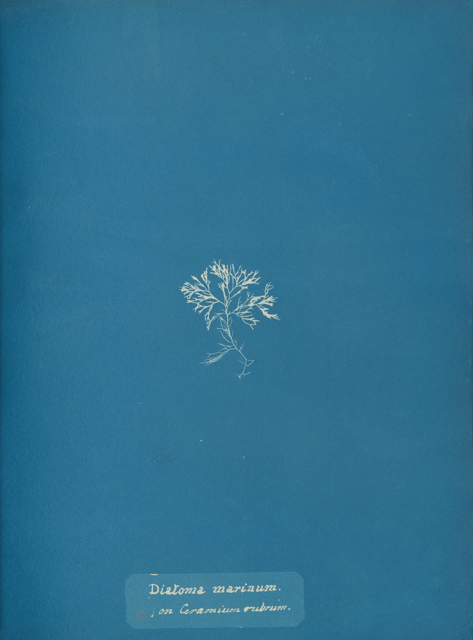 Diatoma marinum em Ceramium red, ca. 1853 de Anna Atkins