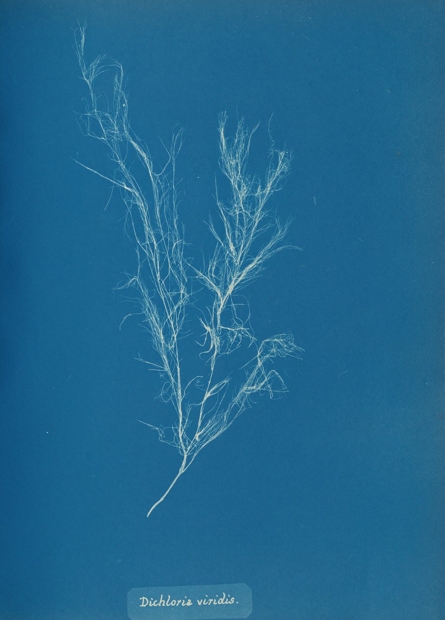 Dichloria viridis, ca. 1853. de Anna Atkins