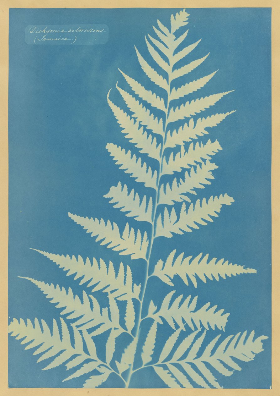 Dicksonia arborescens, Jamaica de Anna Atkins