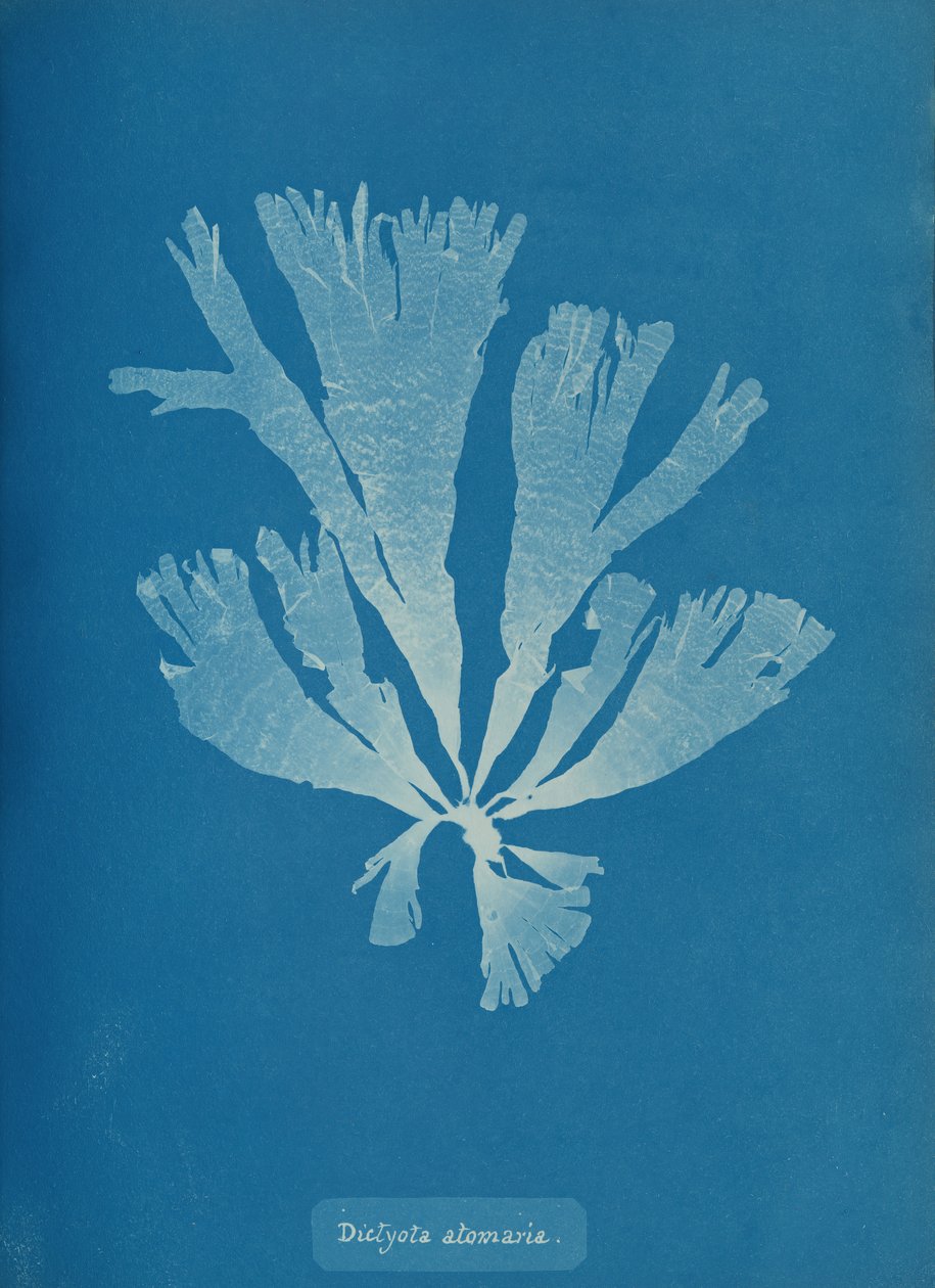 Dictyota atomaria, ca. 1853. de Anna Atkins