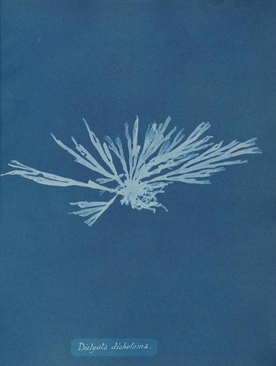 Dictyota dichotoma, ca. 1853. de Anna Atkins