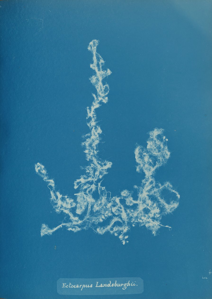 Ectocarpus Landsburghii, ca. 1853. de Anna Atkins