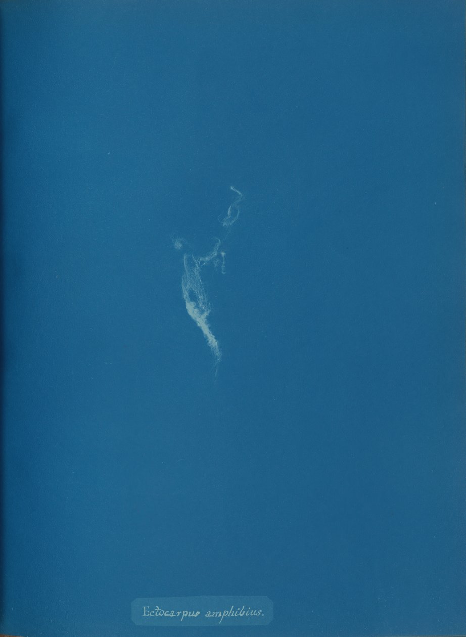 Ectocarpus amphibius, ca. 1853. de Anna Atkins