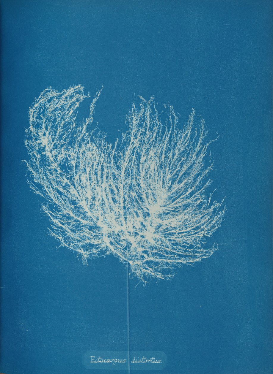 Ectocarpus distante, ca. 1853. de Anna Atkins